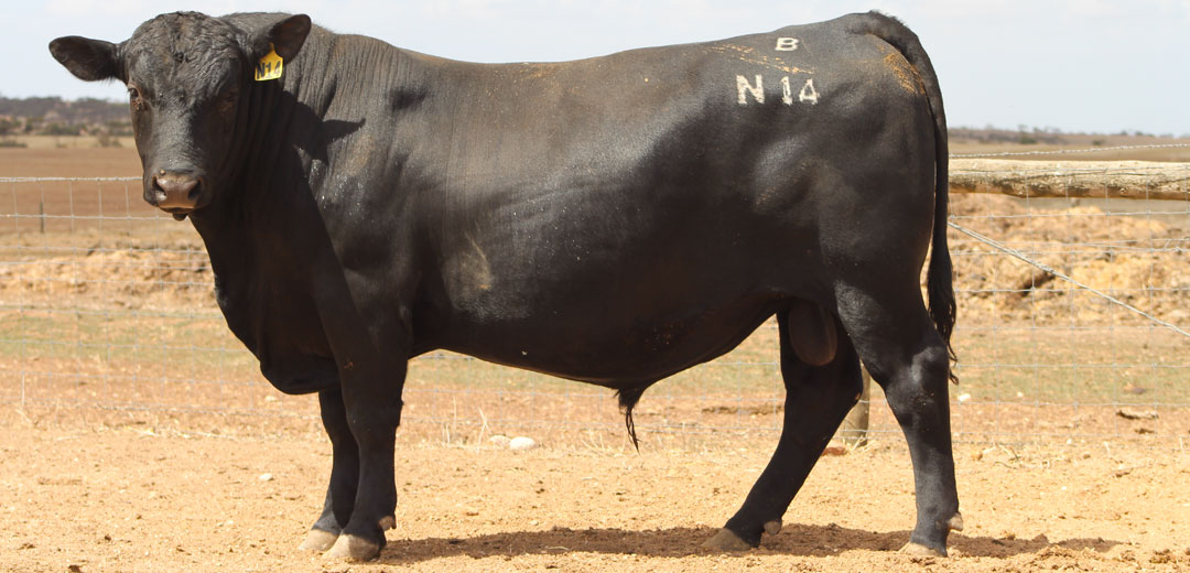 SOP-N14-Broomfield-Black-Angus-Winulta-SA