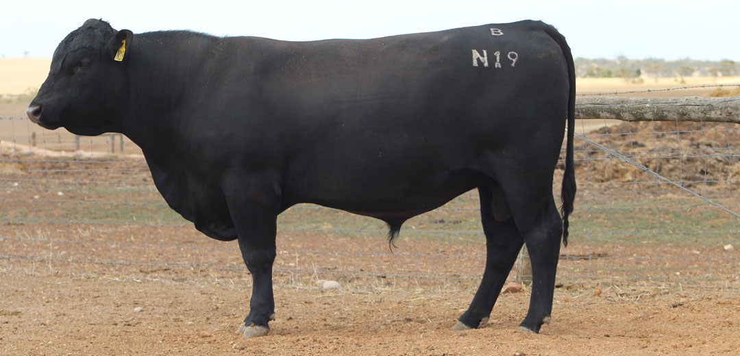 SOP-N19-Broomfield-Black-Angus-Winulta-SA