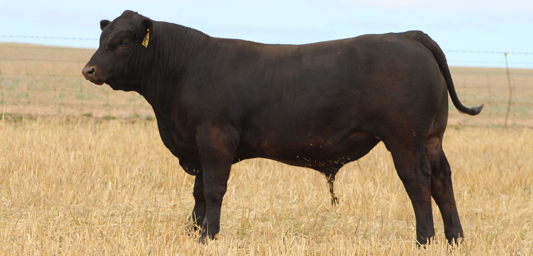 SOP-N21-Broomfield-Black-Angus-Winulta-SA