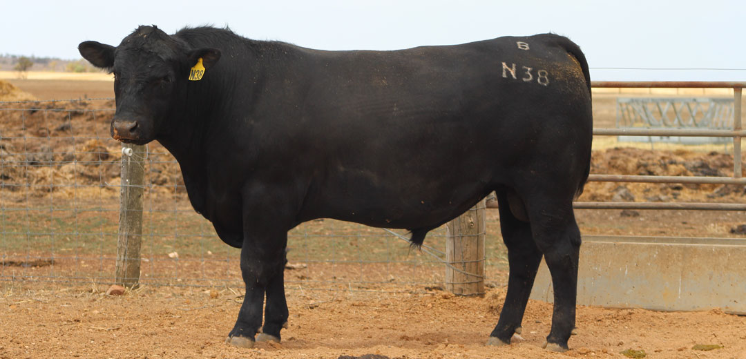 SOP-N38-Broomfield-Black-Angus-Winulta-SA