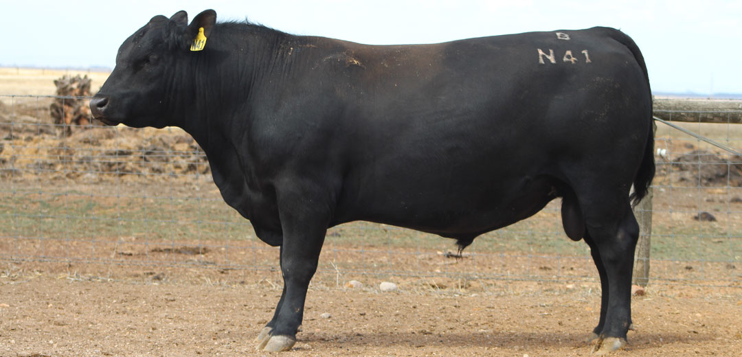 SOP-N41-Broomfield-Black-Angus-Winulta-SA