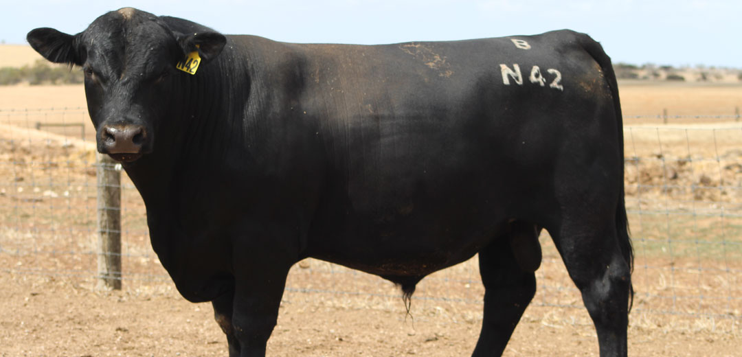SOP-N42-Broomfield-Black-Angus-Winulta-SA