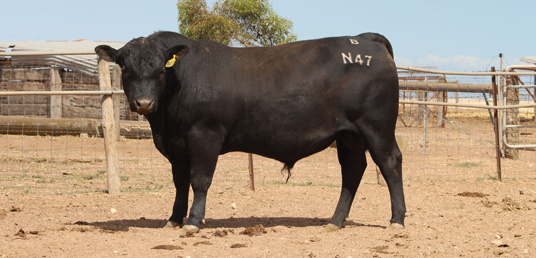 SOP-N47-Broomfield-Black-Angus-Winulta-SA
