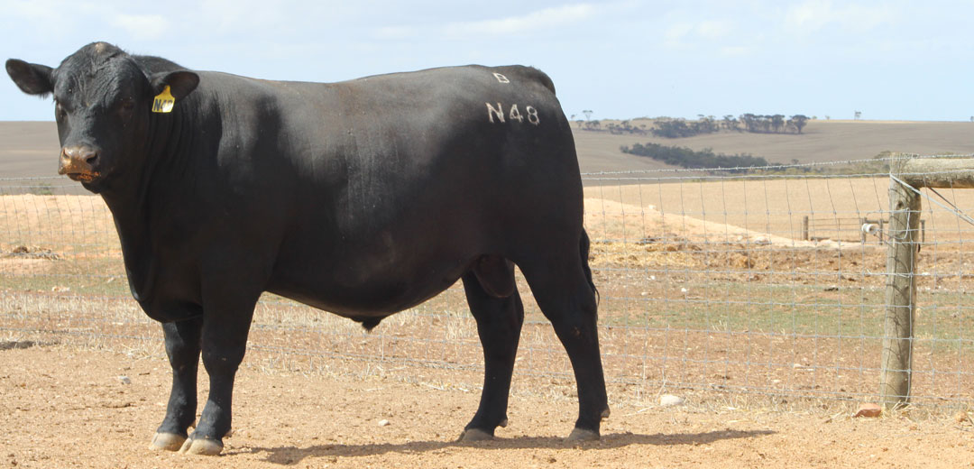 SOP-N48-Broomfield-Black-Angus-Winulta-SA