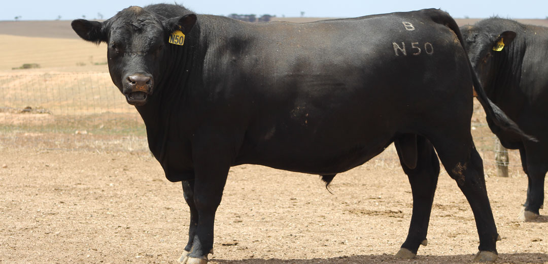 SOP-N50-Broomfield-Black-Angus-Winulta-SA
