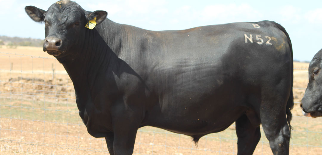 SOP-N52-Broomfield-Black-Angus-Winulta-SA