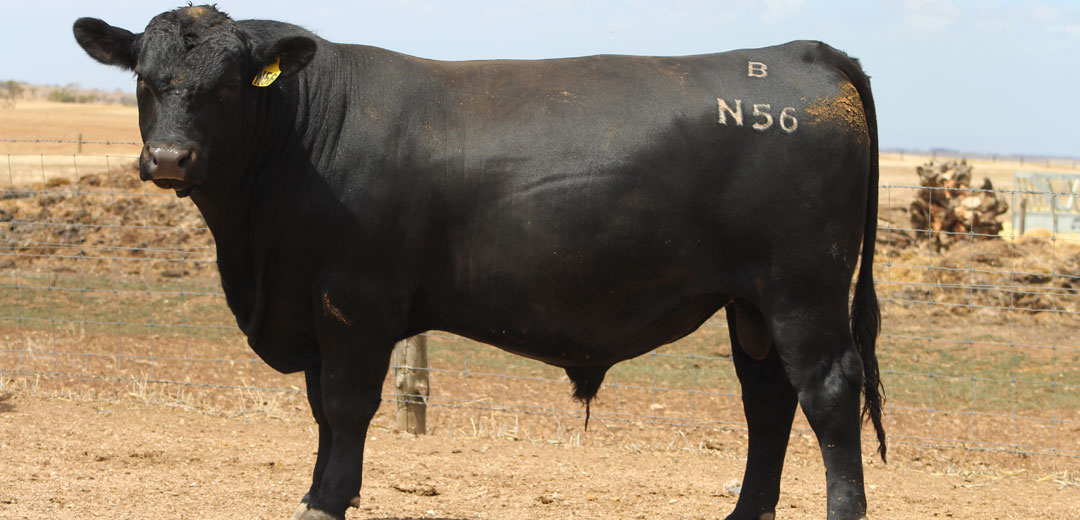 SOP-N56-Broomfield-Black-Angus-Winulta-SA
