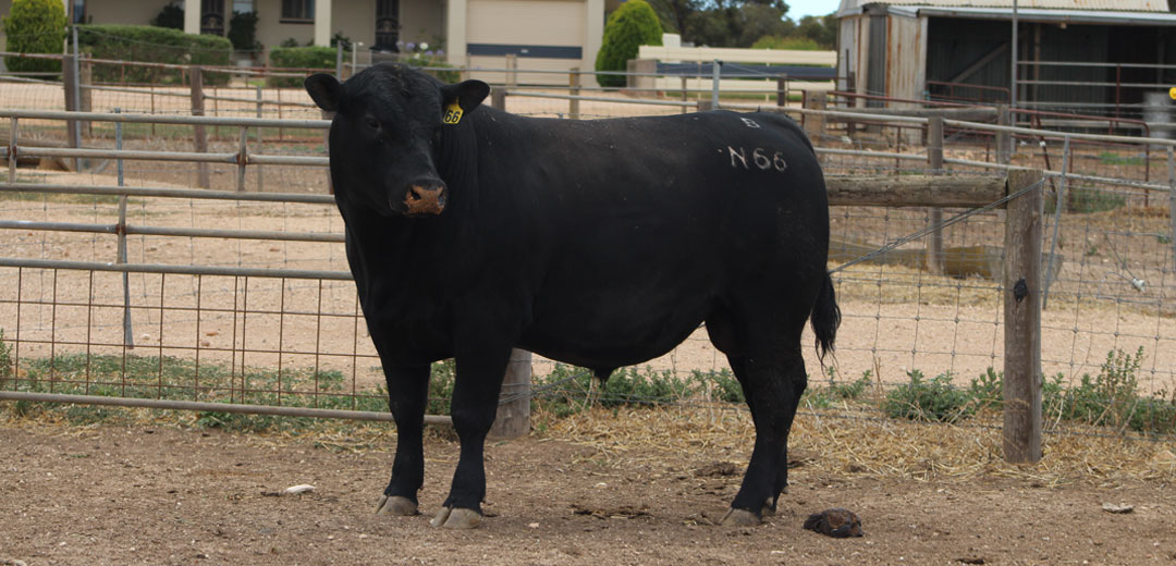 SOP-N66-Broomfield-Black-Angus-Winulta-SA
