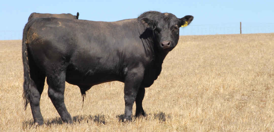 SOP-P112-Broomfield-Black-Angus-Winulta-SA