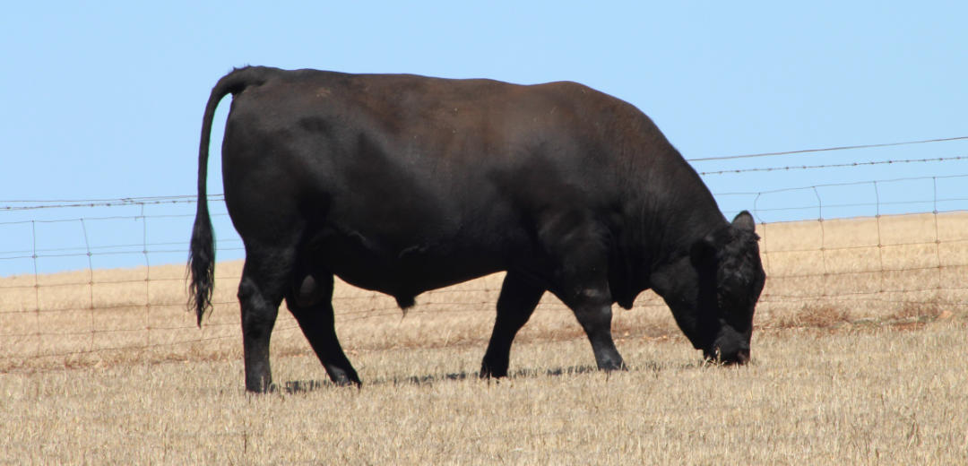 SOP-P26-Broomfield-Black-Angus-Winulta-SA